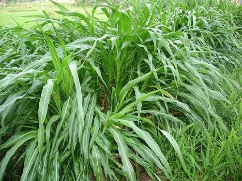 墨西哥玉米草种子高产牧草种子猪马牛羊鱼饲料亩用量5斤