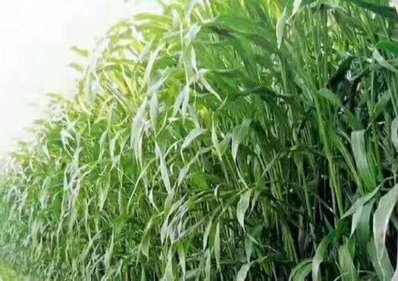 高丹草种子进口高产牧草种子养殖猪牛羊鱼虾蟹畜禽水产