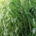 高丹草种子进口高产牧草种子养殖猪牛羊鱼虾蟹畜禽水产