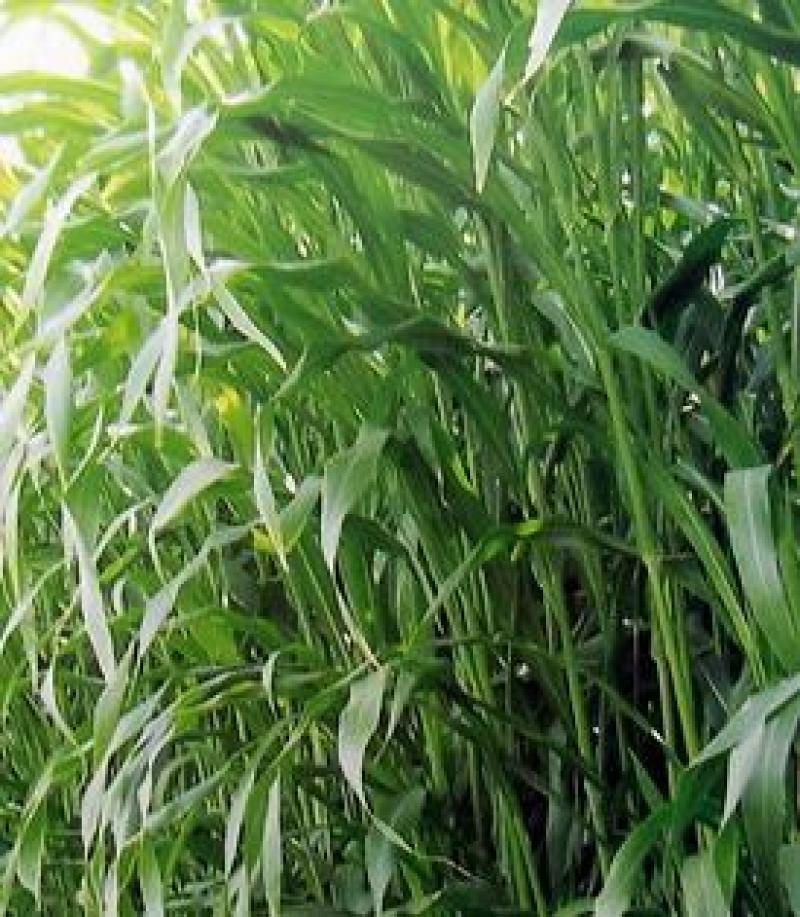 高丹草种子进口高产牧草种子养殖猪牛羊鱼虾蟹畜禽水产