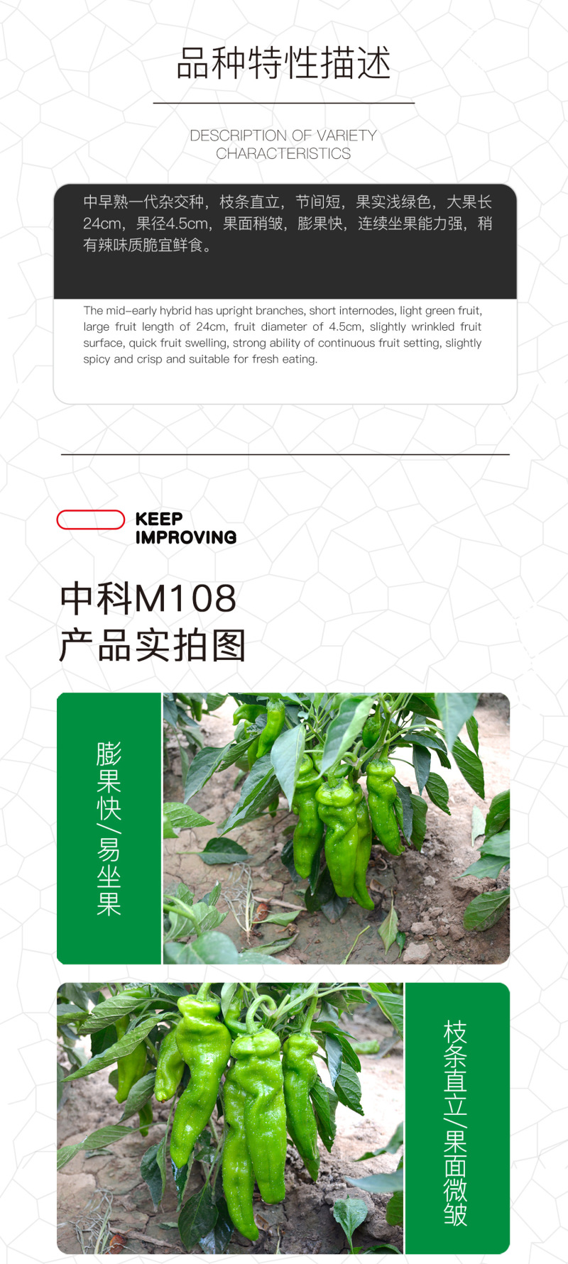中科茂华蔬菜种子中科M108薄皮辣椒种子微辣清香
