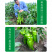 中科茂华蔬菜种子中科M108薄皮辣椒种子微辣清香
