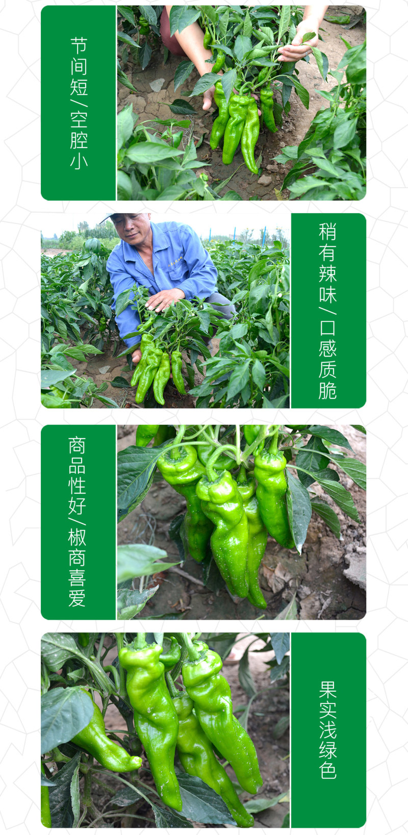 中科茂华蔬菜种子中科M108薄皮辣椒种子微辣清香
