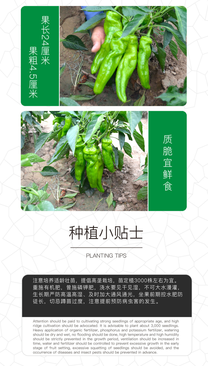 中科茂华蔬菜种子中科M108薄皮辣椒种子微辣清香