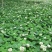 白三叶草籽四季青草坪牧草果园绿肥四季播种