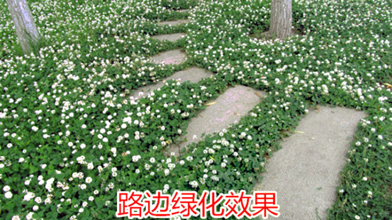 白三叶草籽四季青草坪牧草果园绿肥四季播种