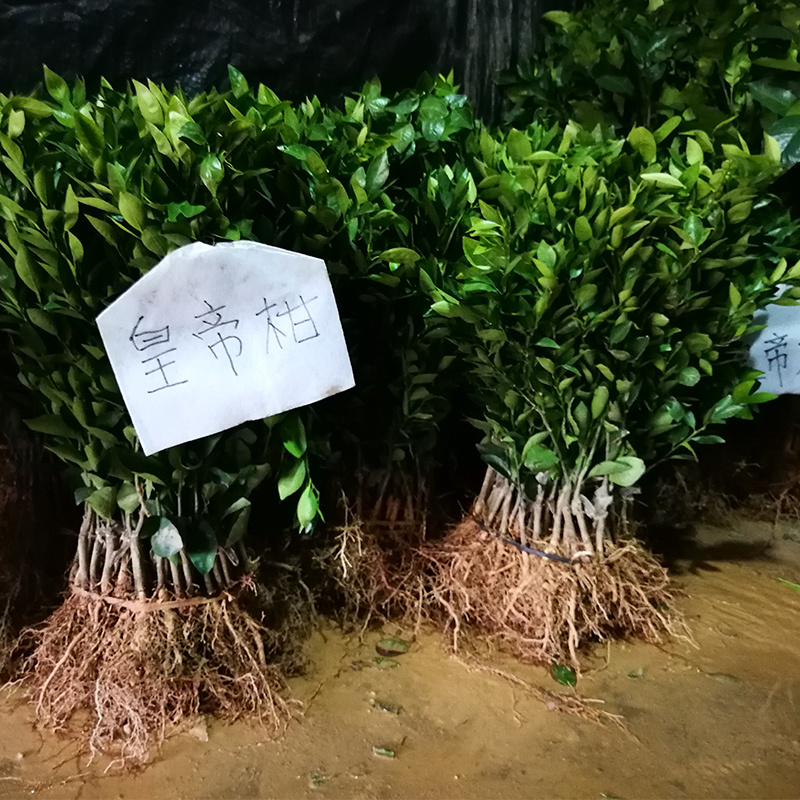 广西柑橘皇帝柑树苗嫁接苗带叶可盆栽地栽苗靓。