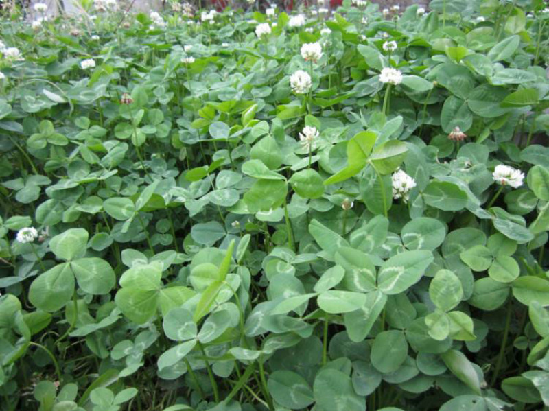 白三叶草籽四季青草坪牧草果园绿肥四季播种