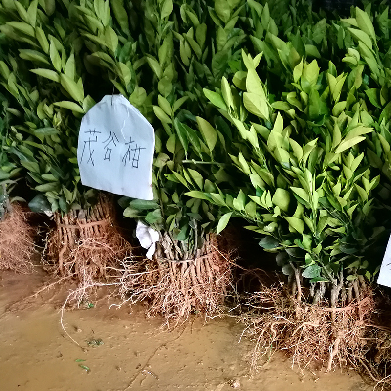 广西茂谷柑苗大果柑橘嫁接苗可盆栽地栽