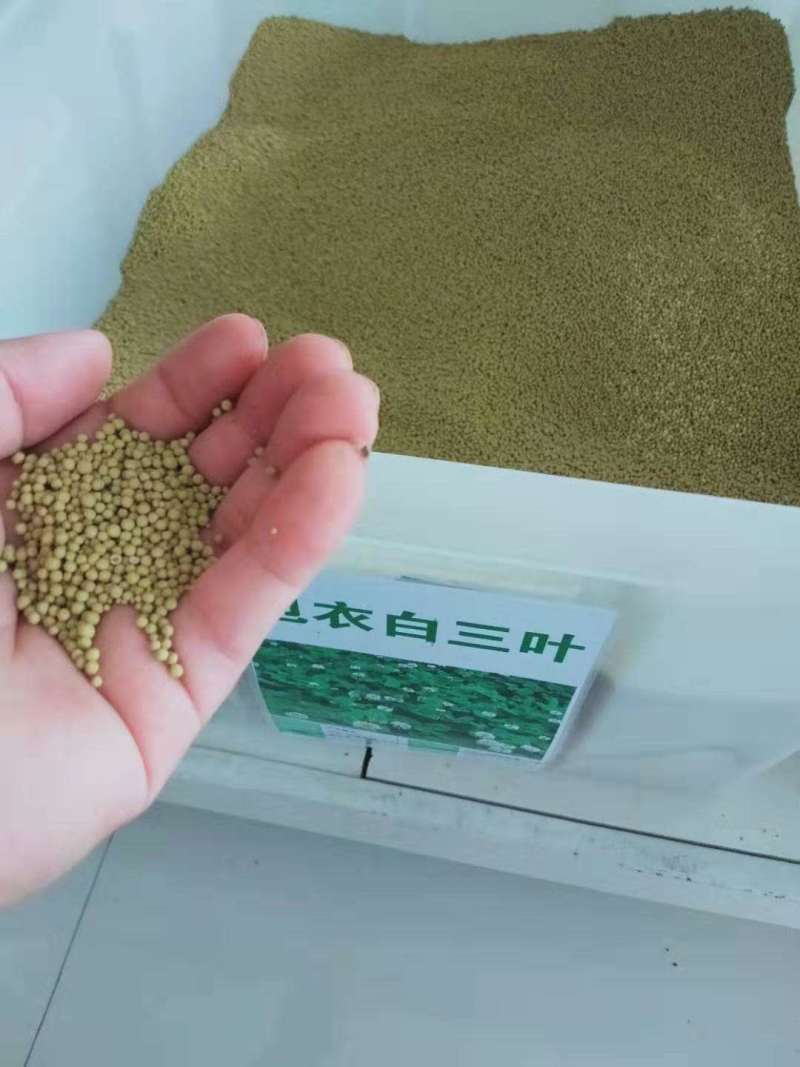 白三叶草籽四季青草坪牧草果园绿肥四季播种