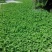 白三叶草籽四季青草坪牧草果园绿肥四季播种