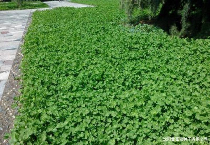 白三叶草籽四季青草坪牧草果园绿肥四季播种