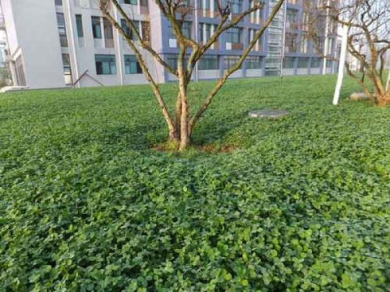 白三叶草籽四季青草坪牧草果园绿肥四季播种