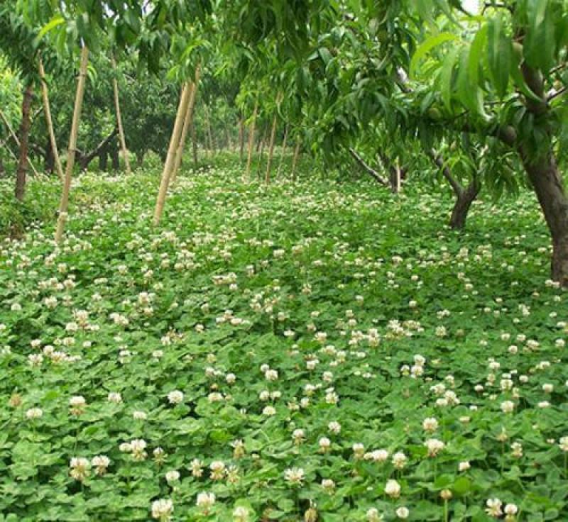 白三叶草籽四季青草坪牧草果园绿肥四季播种