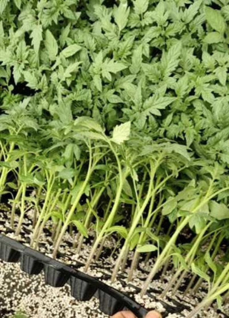 西红柿苗越冬西红柿苗大粉番茄苗耐寒抗死棵高抗病毒