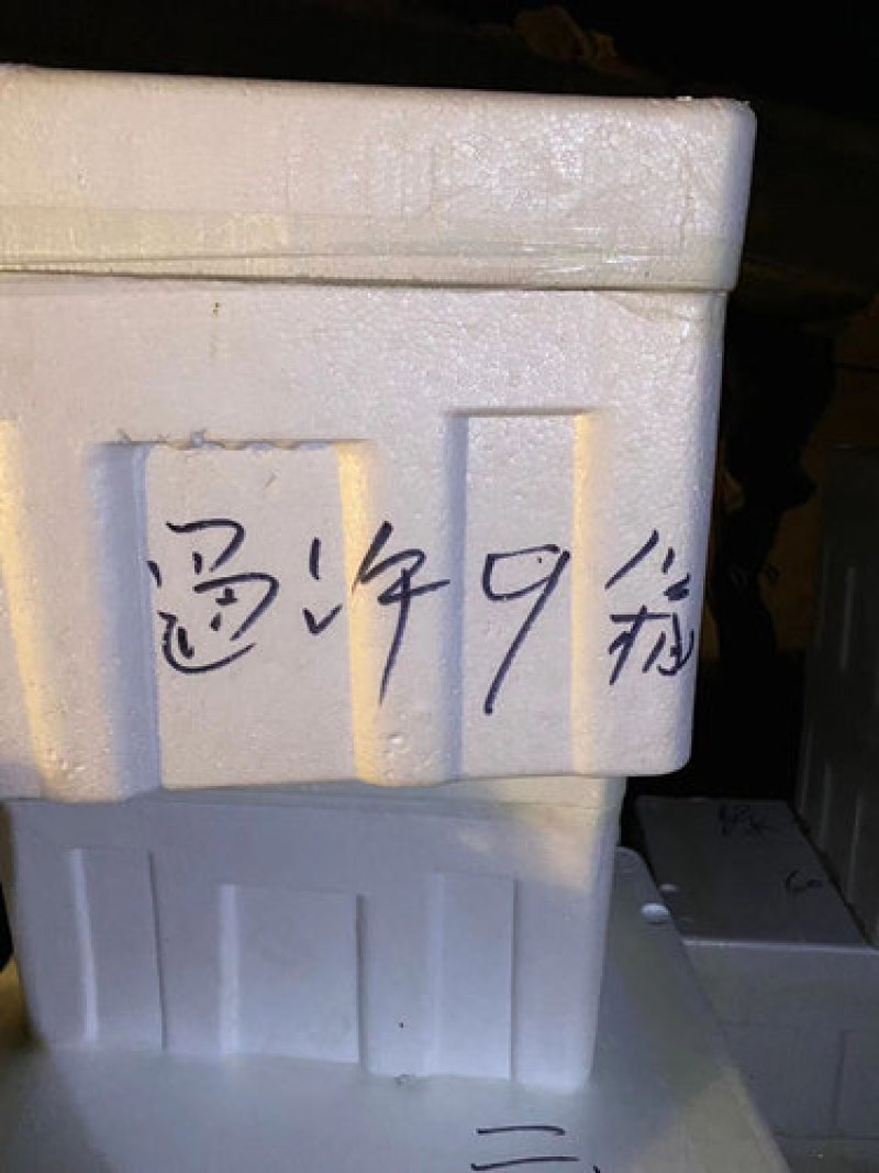 越冬黄瓜苗强雌全雌嫁接黄瓜苗一大茬耐寒油亮型