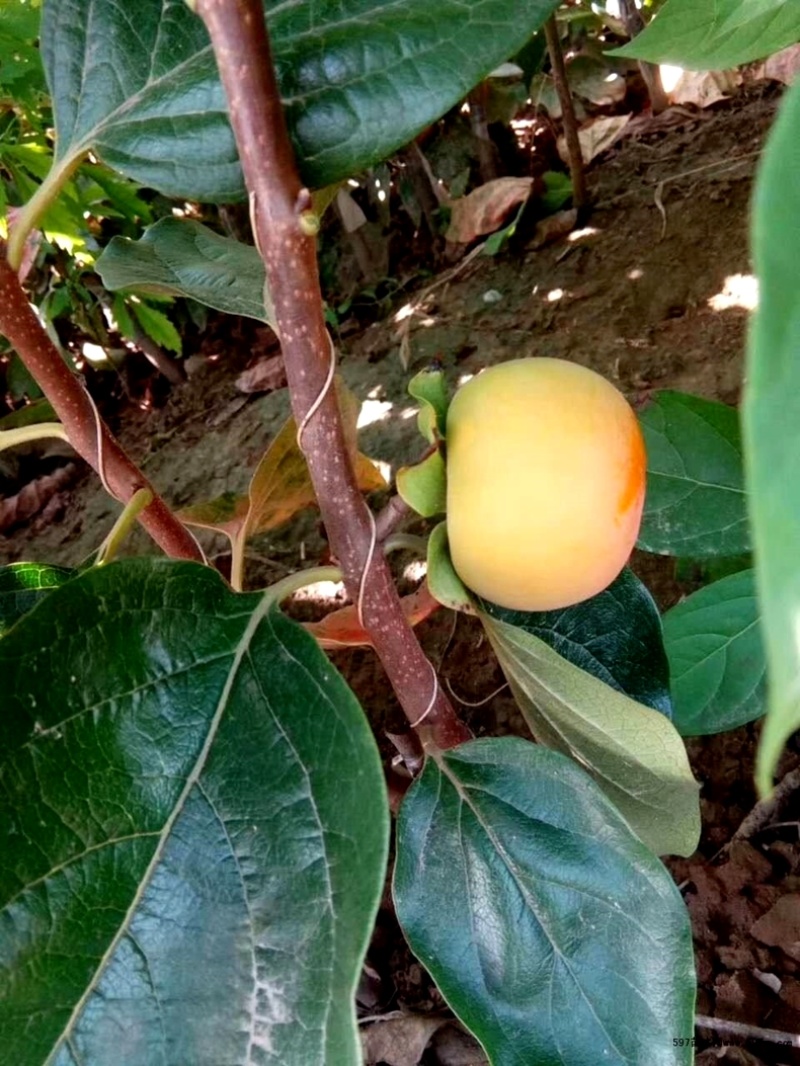 柿子果树苗富有甜柿苗嫁接日本脆甜柿子可地栽当年结果