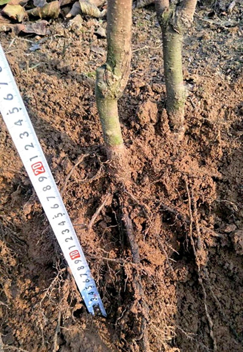 黑柿子树苗黑柿水果苗盆栽地栽南北方种植嫁接柿子苗当年结果