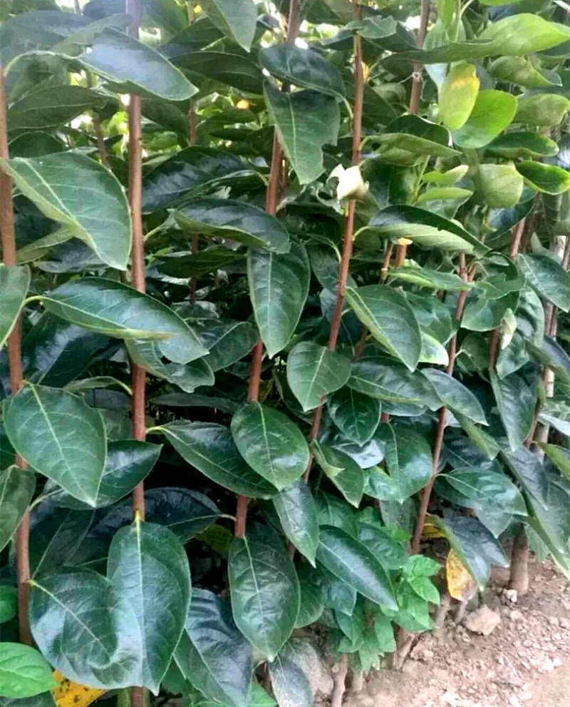 黑柿子树苗黑柿水果苗盆栽地栽南北方种植嫁接柿子苗当年结果