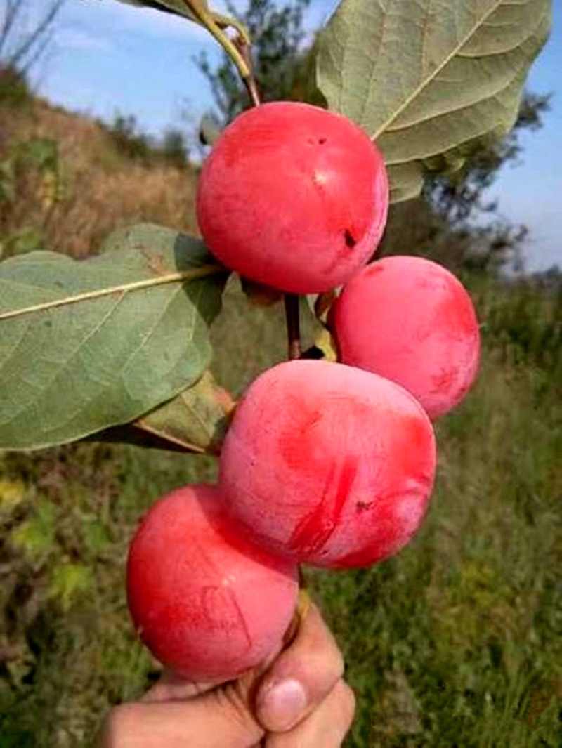 果树苗磨盘柿子苗嫁接磨盘柿树苗南北方种植地栽柿子树苗