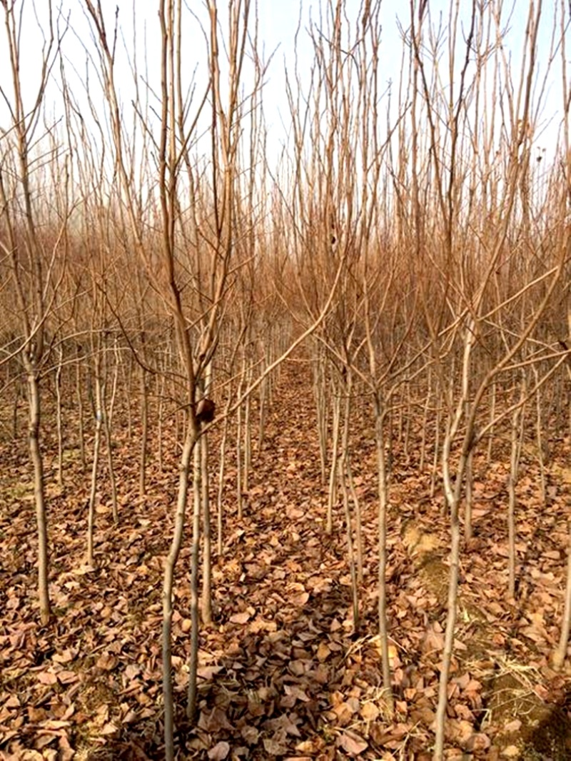 果树苗牛心柿子苗嫁接柿子树苗牛心柿子树苗地栽种植当年结果