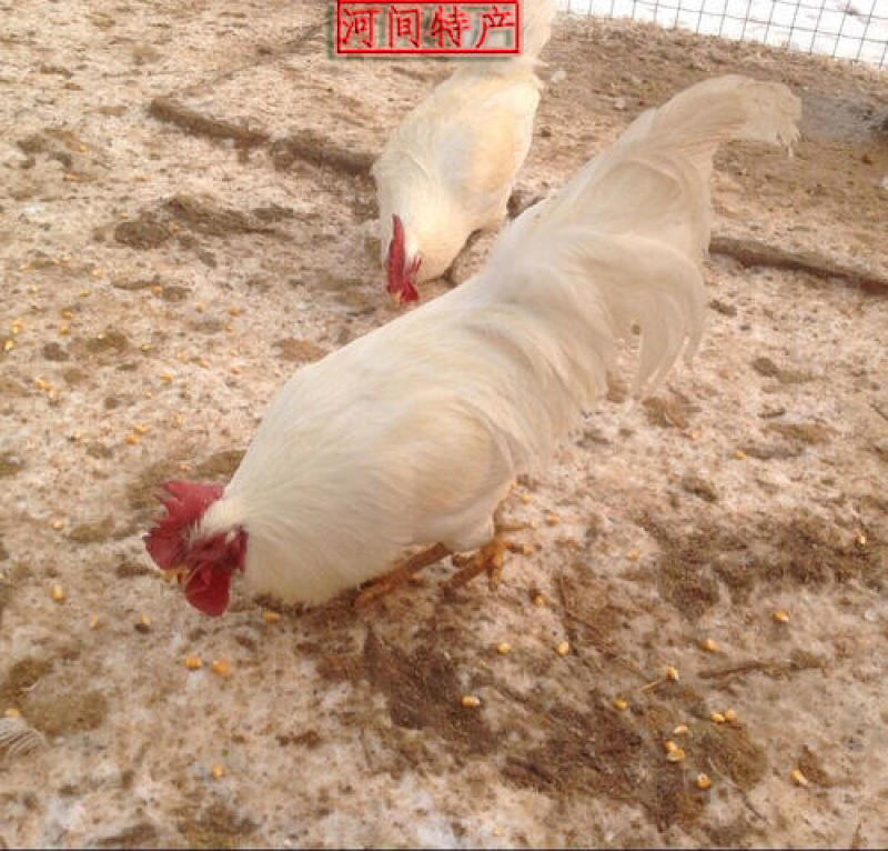 【精选】817鸡苗882鸡苗全国发货运输包活防疫齐全