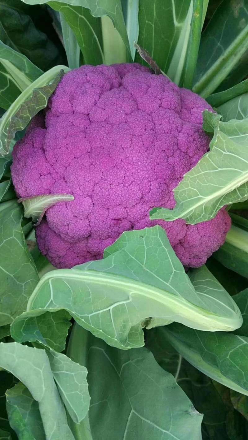 日本武藏野紫花菜种子花椰菜四季菜花水果花菜进口秋春季籽蔬