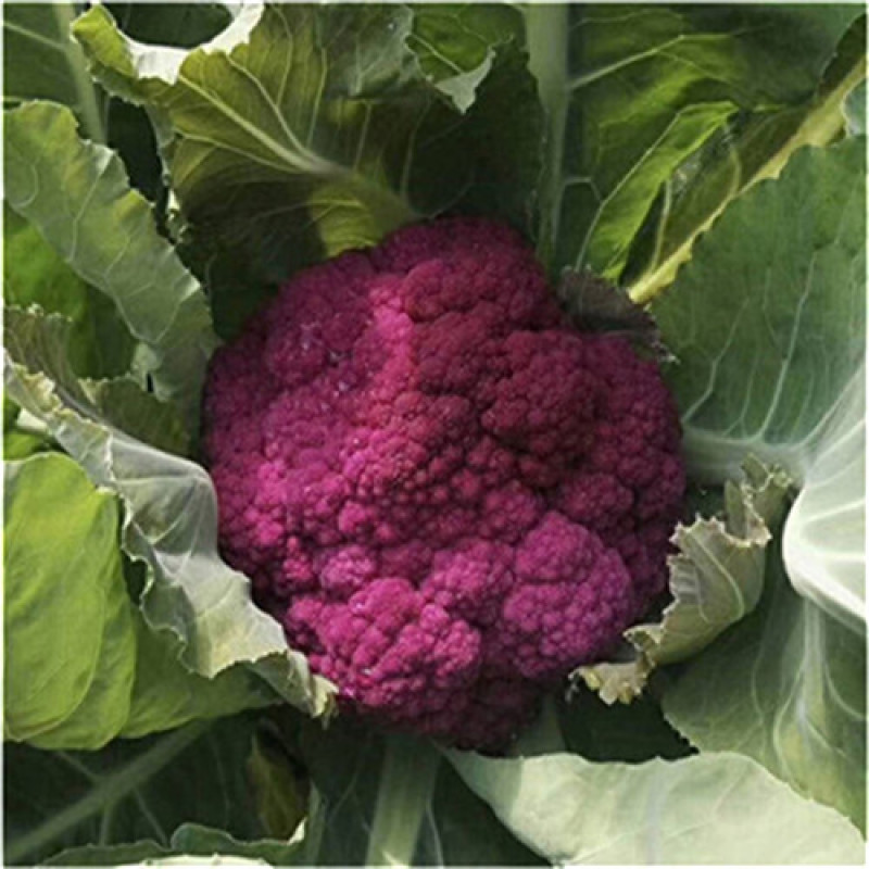 日本武藏野紫花菜种子花椰菜四季菜花水果花菜进口秋春季籽蔬