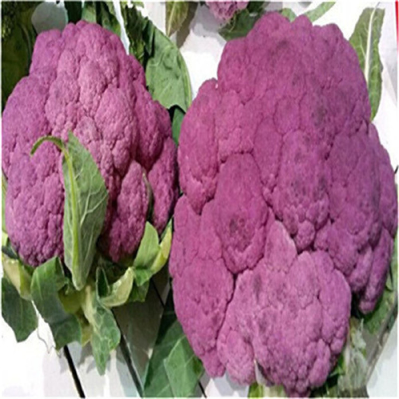 日本武藏野紫花菜种子花椰菜四季菜花水果花菜进口秋春季籽蔬
