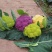 日本武藏野紫花菜种子花椰菜四季菜花水果花菜进口秋春季籽蔬