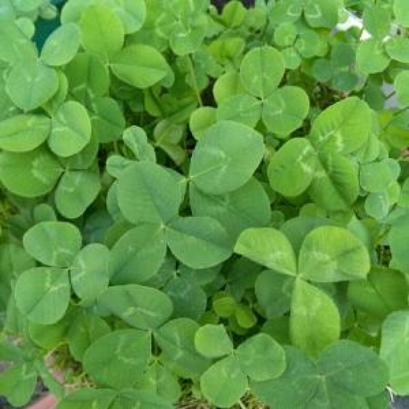 红三叶草种子四季果园绿化草坪牧草绿肥净子种子亩用量8斤