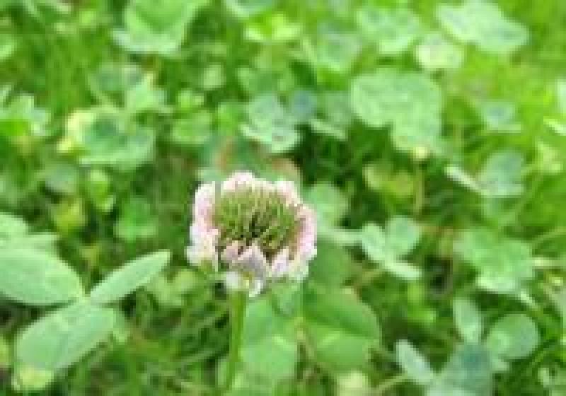 红三叶草种子四季果园绿化草坪牧草绿肥净子种子亩用量8斤