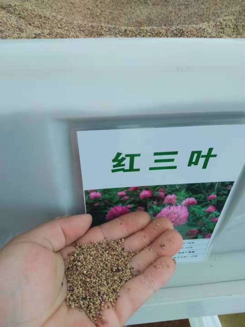 红三叶草种子四季果园绿化草坪牧草绿肥净子种子亩用量8斤