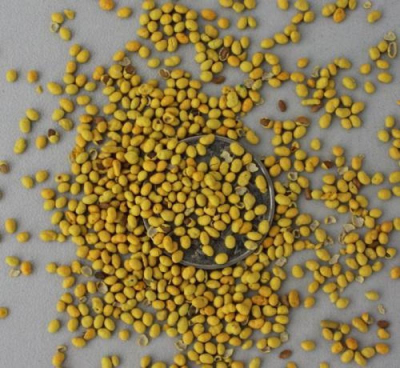 红三叶草种子四季果园绿化草坪牧草绿肥净子种子亩用量8斤