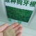进口狗牙根草坪种子四季常青护坡固土草籽耐旱耐践踏