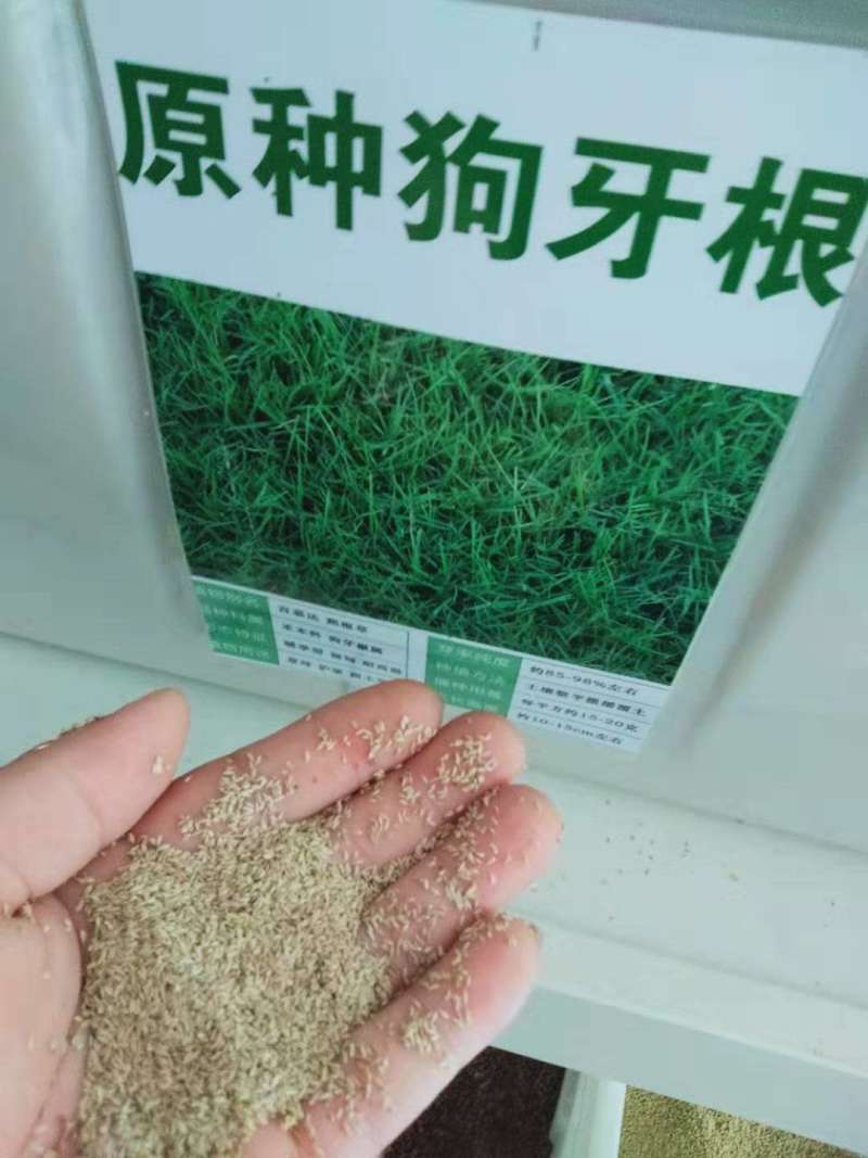 进口狗牙根草坪种子四季常青护坡固土草籽耐旱耐践踏
