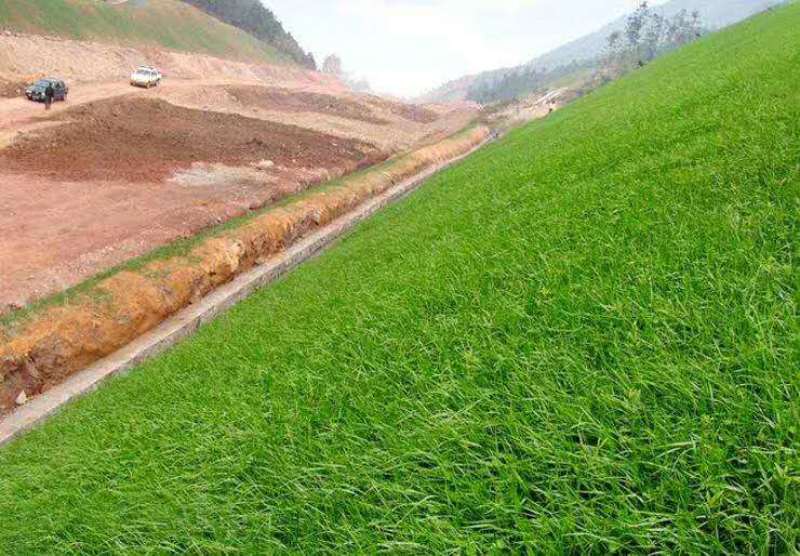 进口狗牙根草坪种子四季常青护坡固土草籽耐旱耐践踏