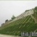 进口狗牙根草坪种子四季常青护坡固土草籽耐旱耐践踏
