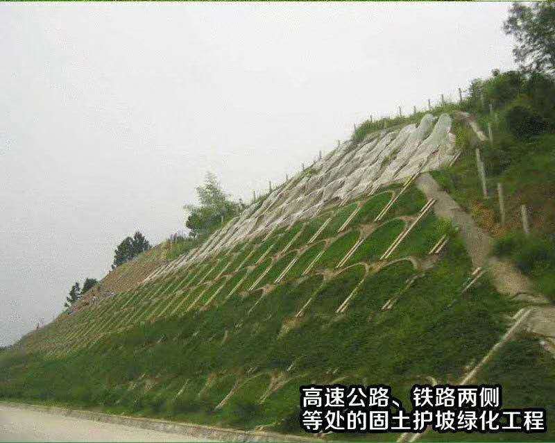 进口狗牙根草坪种子四季常青护坡固土草籽耐旱耐践踏