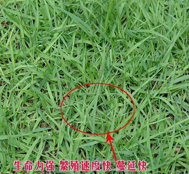 进口狗牙根草坪种子四季常青护坡固土草籽耐旱耐践踏
