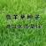 高羊茅草籽进口耐践踏庭院护坡绿化草皮四季青草坪