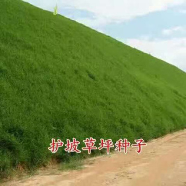 高羊茅草籽进口耐践踏庭院护坡绿化草皮四季青草坪