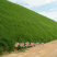 高羊茅草籽进口耐践踏庭院护坡绿化草皮四季青草坪