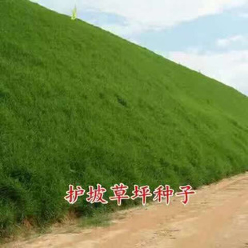 高羊茅草籽进口耐践踏庭院护坡绿化草皮四季青草坪