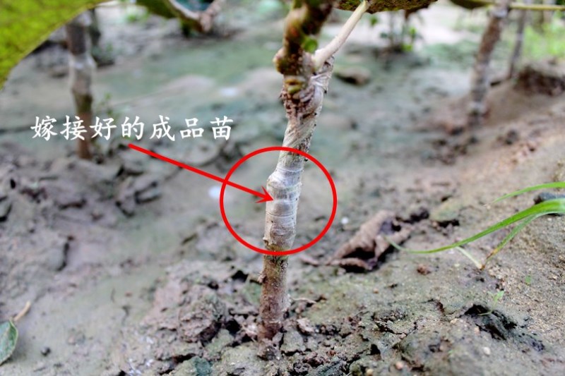 果树苗猕猴桃苗新品种红肉红心猕猴桃苗当年结果南北方种植