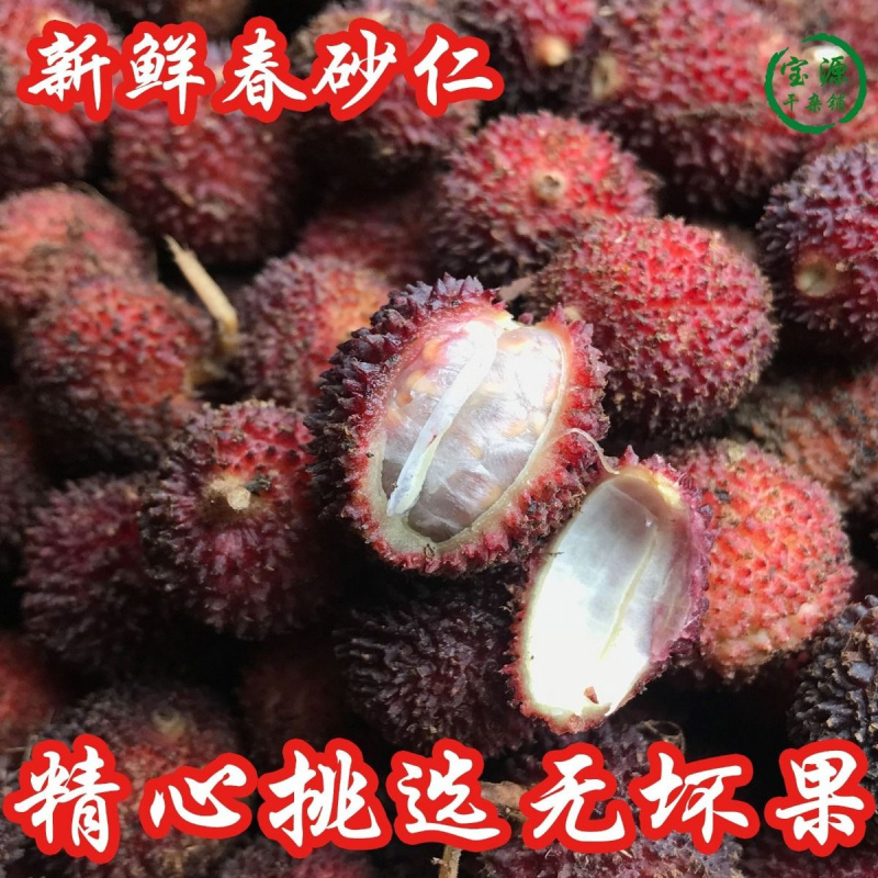 ★热卖★五柯云南阳春砂仁鲜货干货砂仁蜜酒特产中药材批发