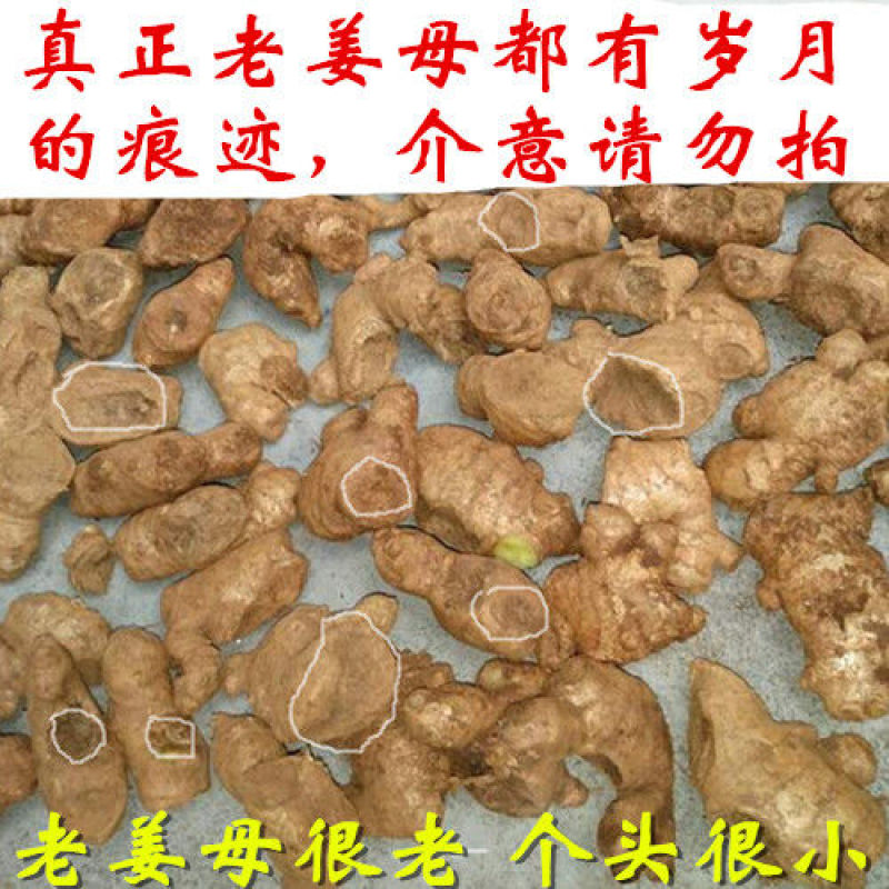 ★推荐★五云南生姜小黄姜新姜子姜老姜母姜一件代发批发包邮
