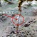 果树苗地栽猕猴桃树苗晚红猕猴桃苗嫁接猕猴桃苗南北方种植