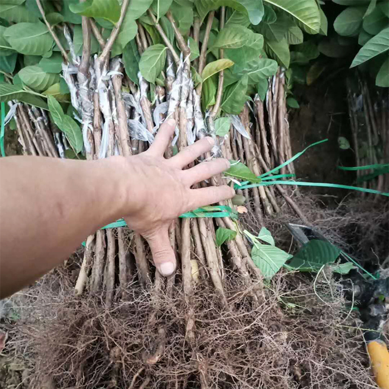 红宝石芭乐西瓜芭乐珍珠胭脂红水蜜芭乐嫁接苗