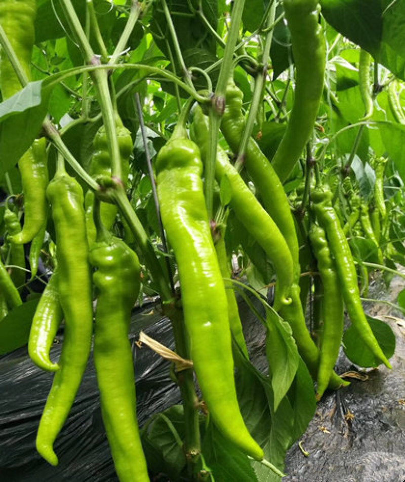 辣椒苗黄绿皮羊角椒苗纽内姆进口大果尖椒苗山东寿光基地
